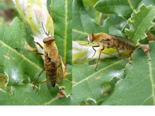 Thereva nobilitata